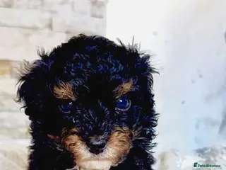 Maltipoo dogs Price reduced Ready to leave F1B Asian lines - Advert 5