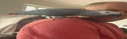 Parrots birds for sale: Grey african - Advert 4