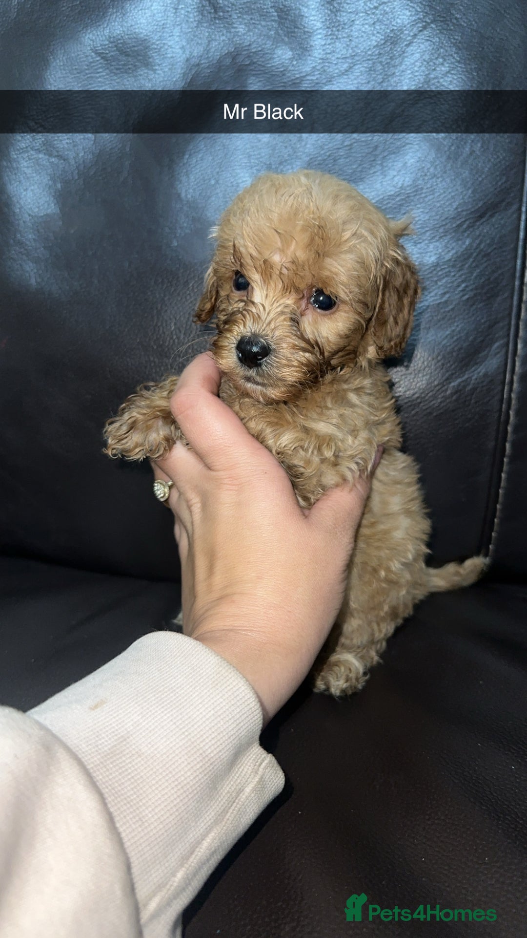 Cockapoo dogs for sale: Miniature cockapoo puppies - Image 21