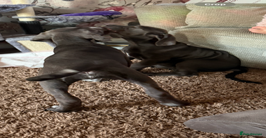 Cane Corso dogs - Advert 12