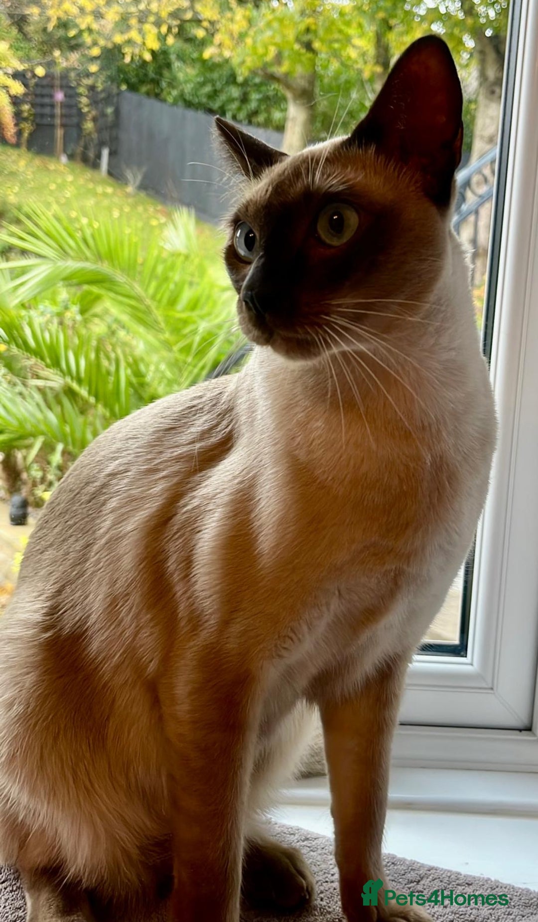 Tonkinese cats for sale: Male Tonkinese adult - Advert 2