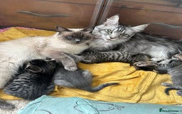 Ragdoll cats for sale: Half ragdoll kittens  - Image 7