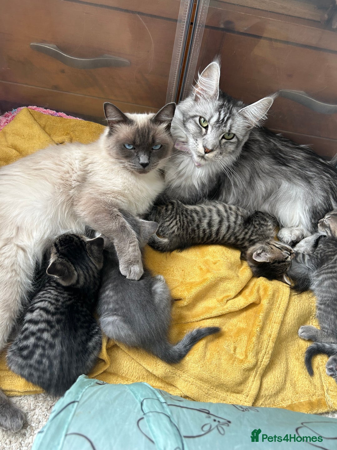 Ragdoll cats for sale: Half ragdoll kittens  - Image 7