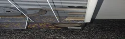 Gerbil rodents for sale: 2 female gerbils and cage in Spennymoor - Advert 9