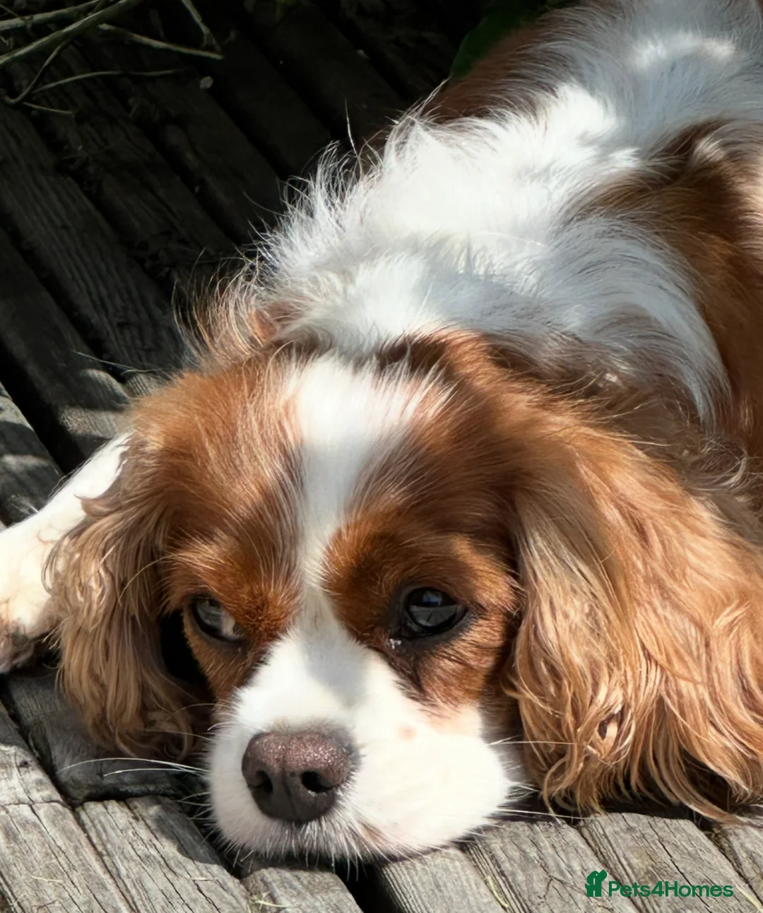 Cavalier King Charles Spaniel dogs for sale: King Charles Cavalier BOY Champion  - Advert 16