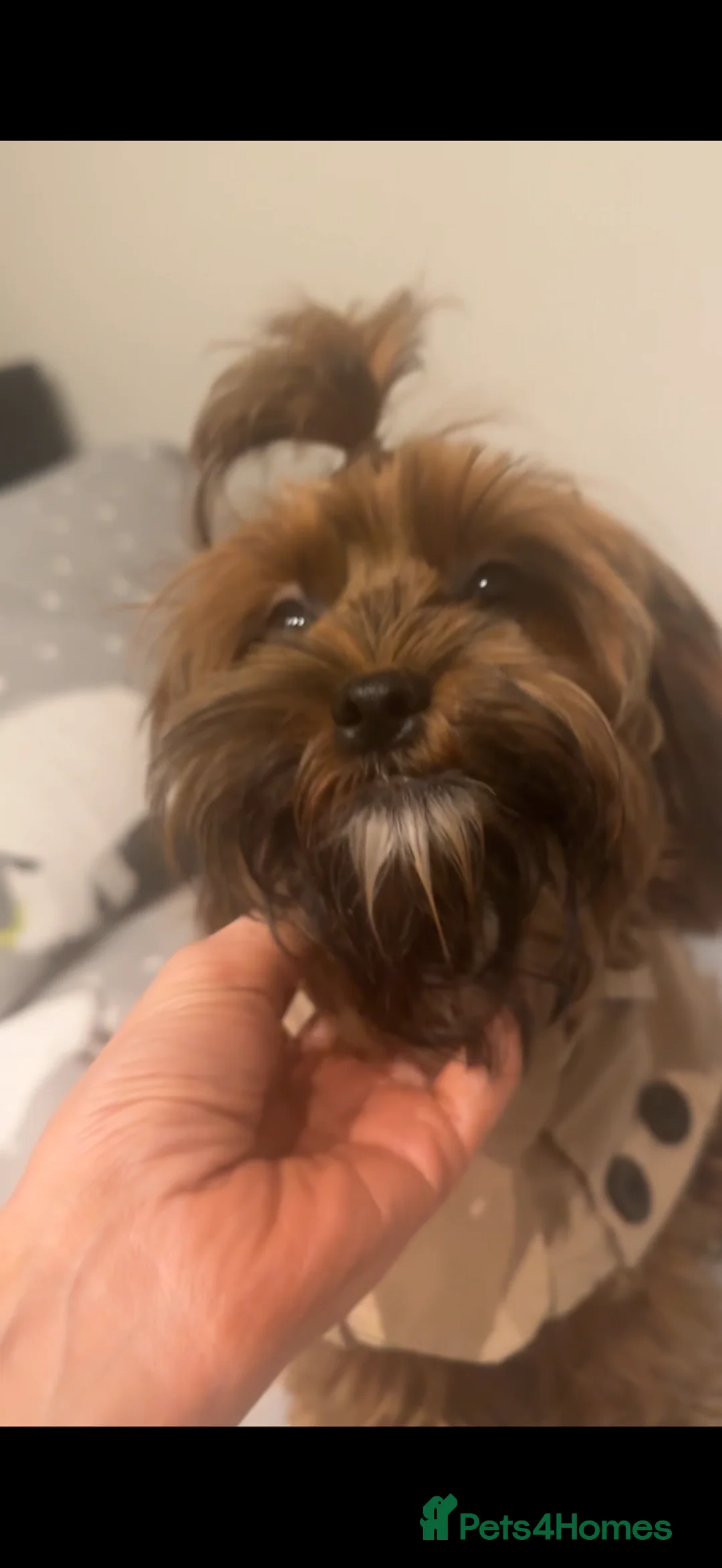 Shihpoo dogs for sale: Playful Shihpoo girl, microchipped - Advert 1