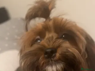 Shihpoo dogs Playful Shihpoo girl, microchipped - Advert 5