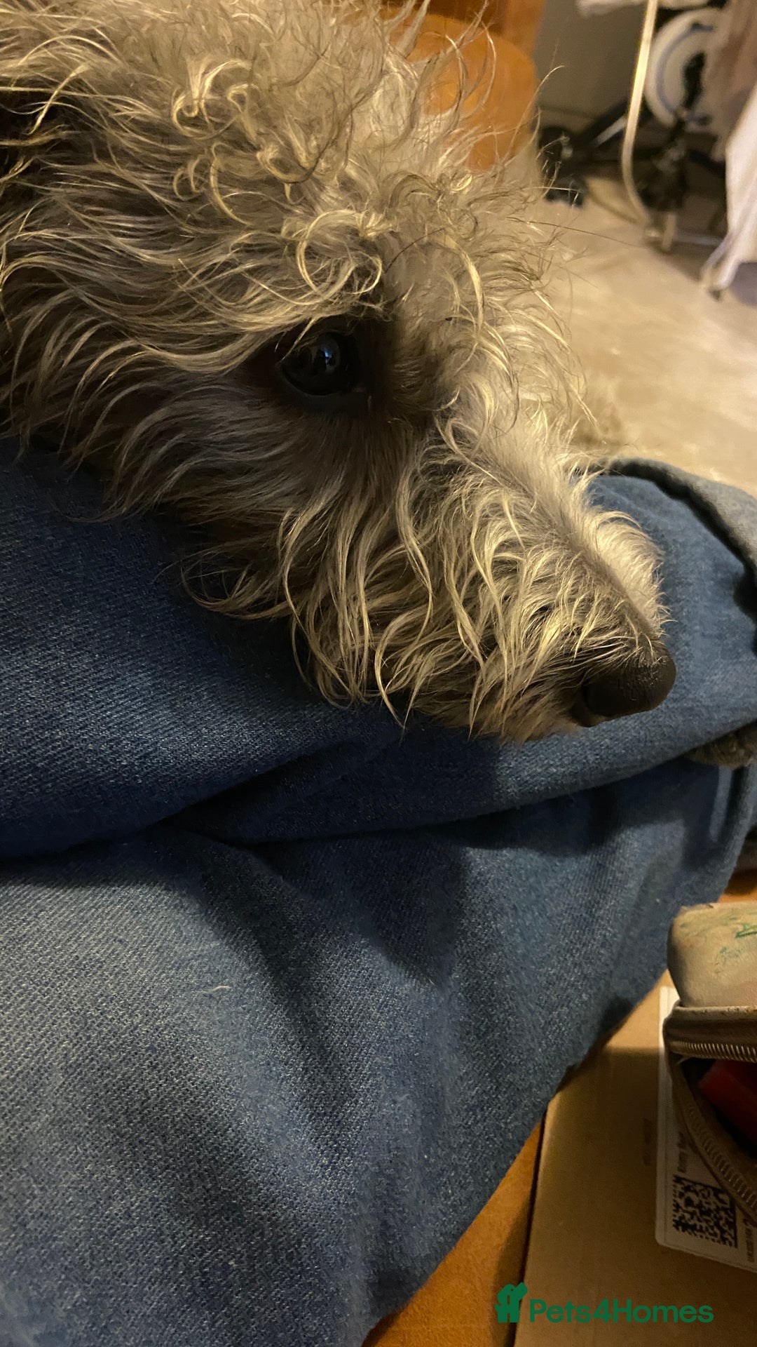 Bedlington Terrier dogs for sale: bedlington cross whippets - Image 7