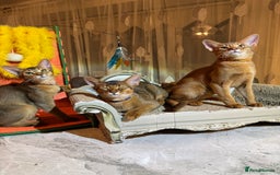 Abyssinian cats for sale: Abyssinian kittens looking for their new home - Image 31