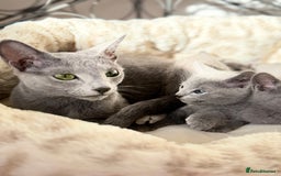 Russian Blue cats for sale: American lines Russian Blue Kittens. - Image 1