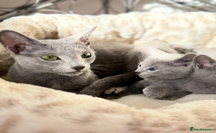 Russian Blue cats - Advert 2