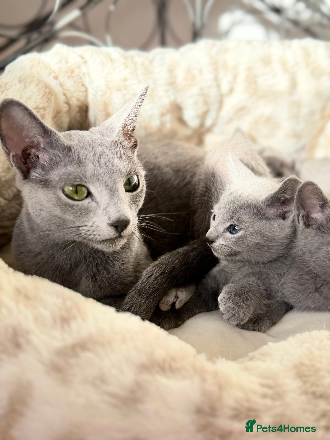 Russian Blue cats for sale: American lines Russian Blue Kittens. - Image 1