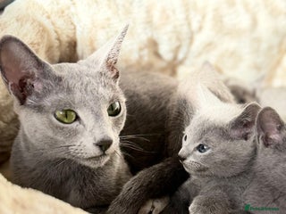 Russian Blue cats - Advert 2