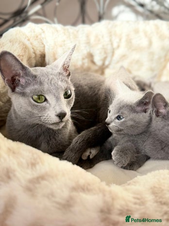 Russian Blue cats - Advert 1
