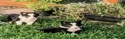Border Collie dogs for sale: Border Collie pups born on farm to working parents - Advert 3