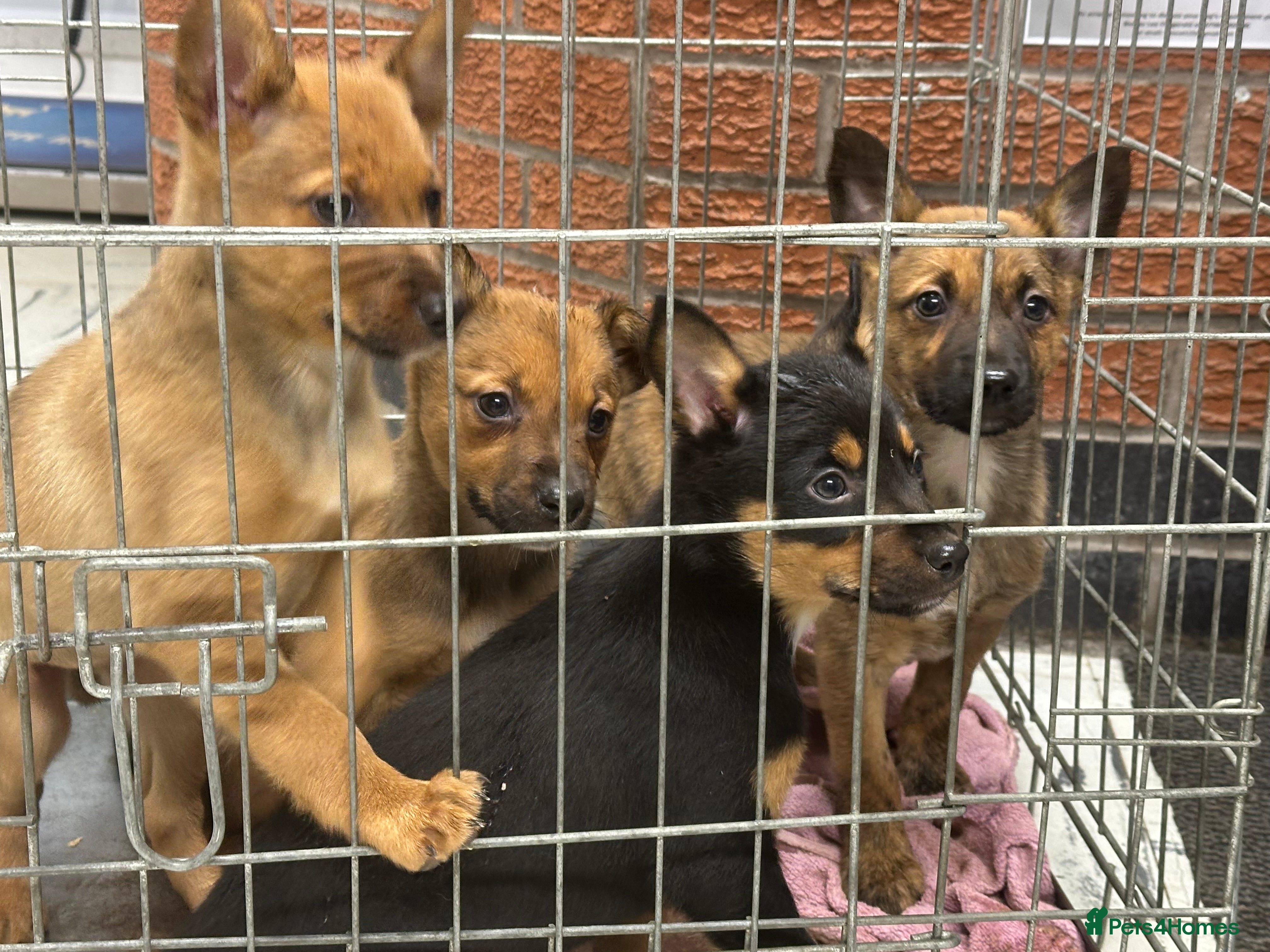 Mixed Breed dogs Kelpie x Collie puppies - Advert 13