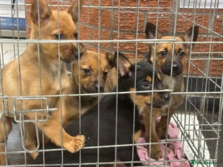 Mixed Breed dogs Kelpie x Collie puppies - Advert 1