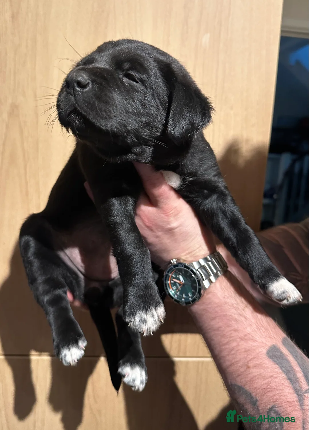 Borador dogs for sale: Labrador x Collie Puppies - Advert 10