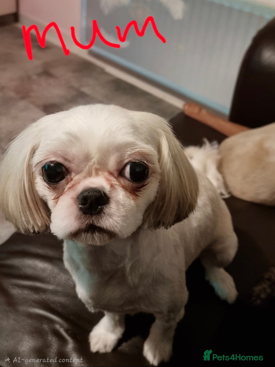 Mixed Breed dogs French Bull Tzu. - Advert 1