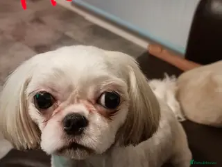 Mixed Breed dogs French Bull Tzu. - Advert 2