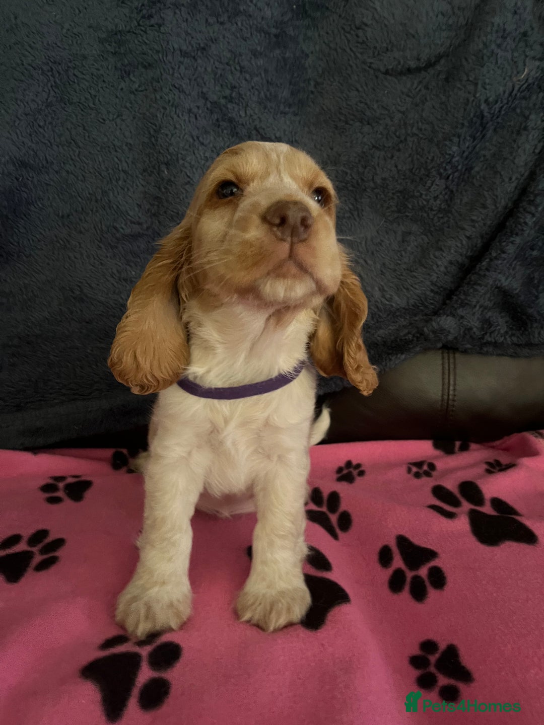 Cocker Spaniel dogs for sale: Stunning show type cocker spaniel puppies  - Image 22
