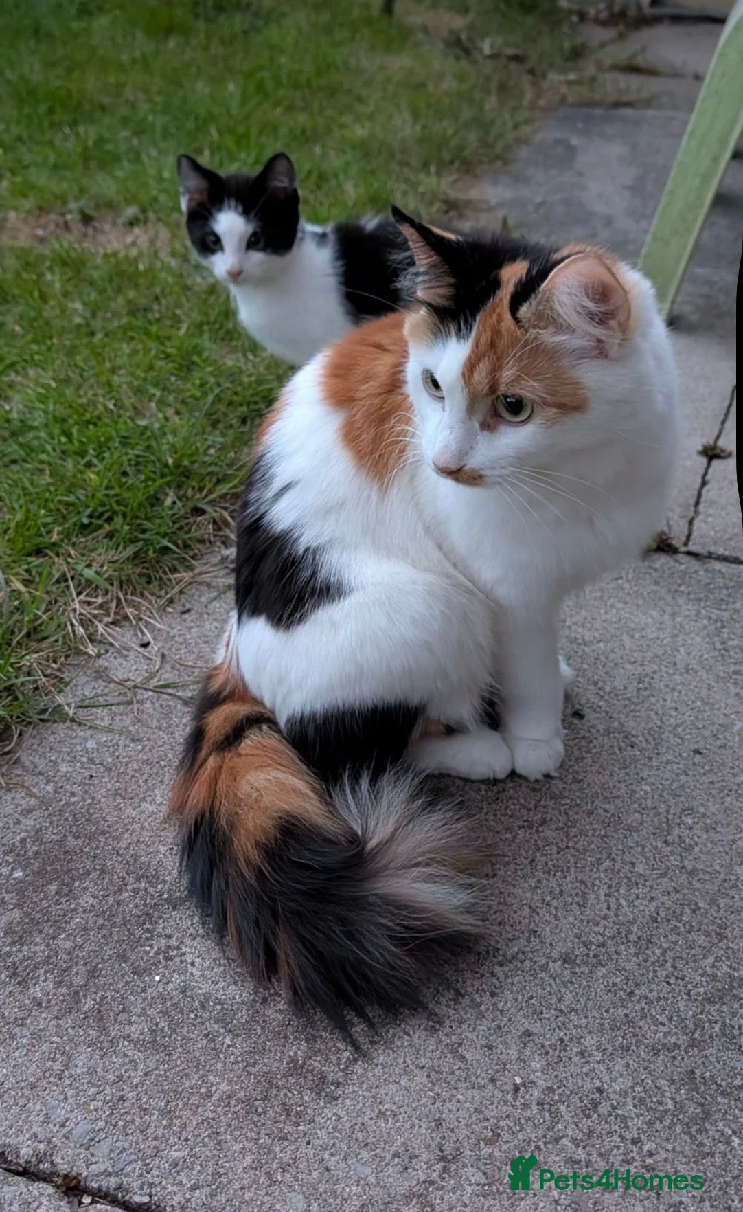 Mixed Breed cats Lovely female calico  - Advert 2