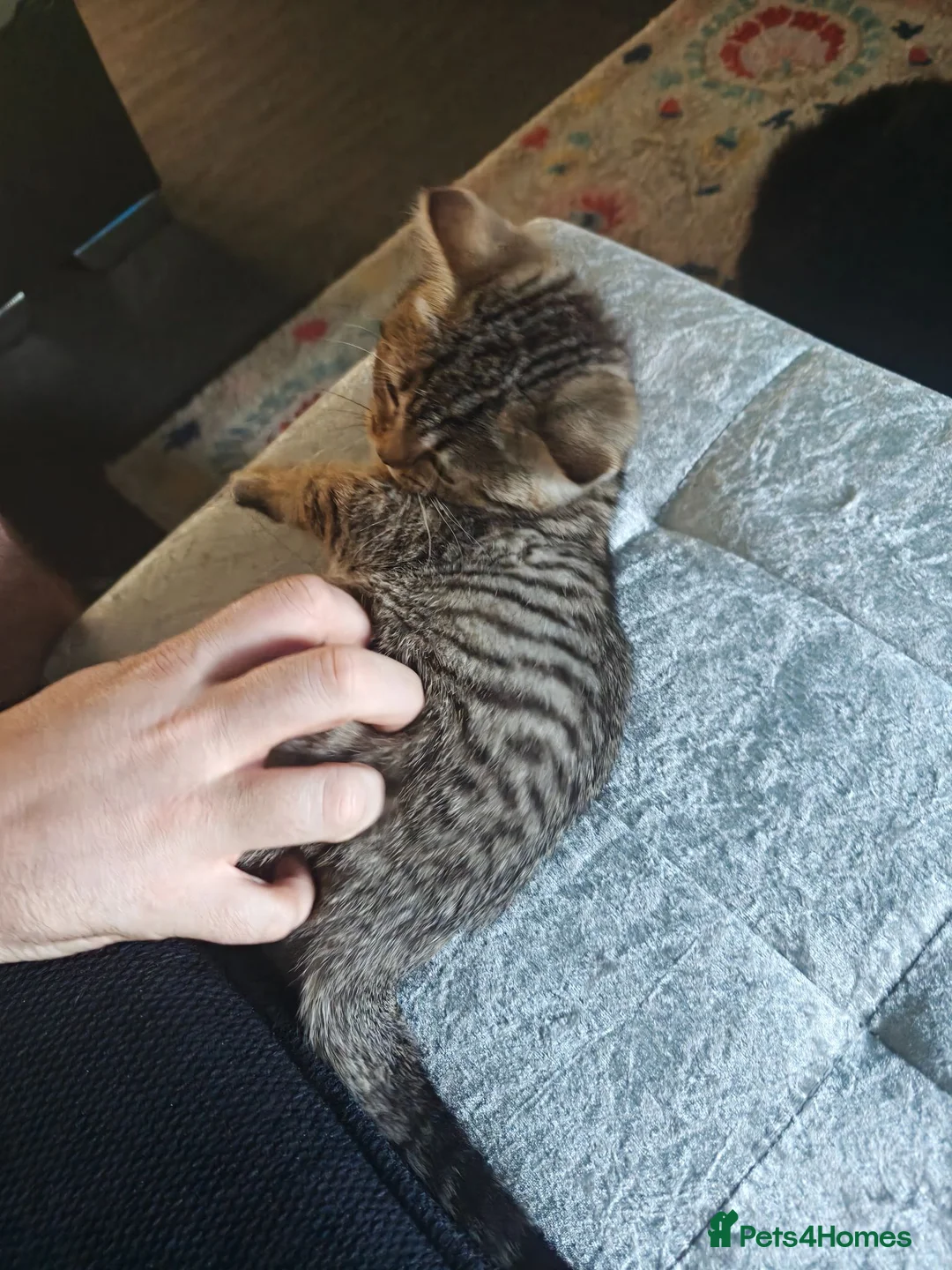 British Shorthair cats for sale: Nora  - Advert 16