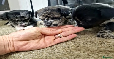 Mixed Breed dogs Frenchi /Mini Poodle Puppies First Gen ❤️  - Advert 7