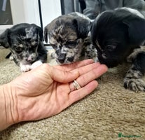 Mixed Breed dogs Frenchi /Mini Poodle Puppies First Gen ❤️ - Advert 7