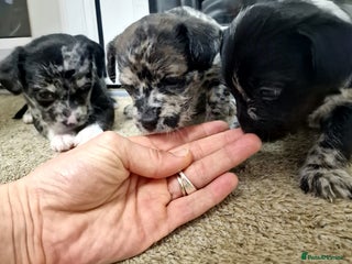 Mixed Breed dogs - Advert 23