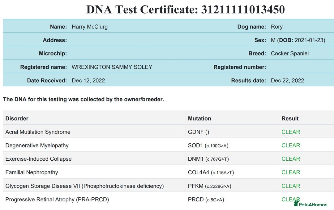 Cocker Spaniel dogs for sale: Stunning Show Cockers. Health Tested/KC Registered - Advert 14
