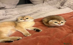 Scottish Fold cats for sale: SCOTTISH FOLD FEMALE - Image 5