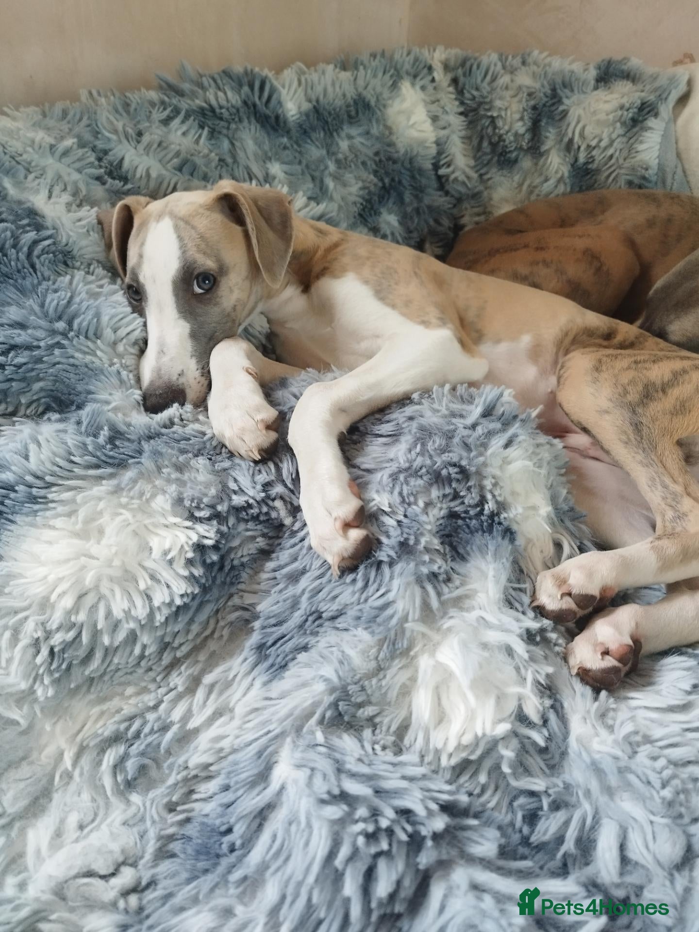 Whippet dogs Show quality KC reg pups - Advert 12