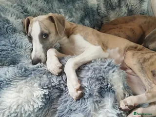 Whippet dogs Show quality KC reg pups - Advert 12