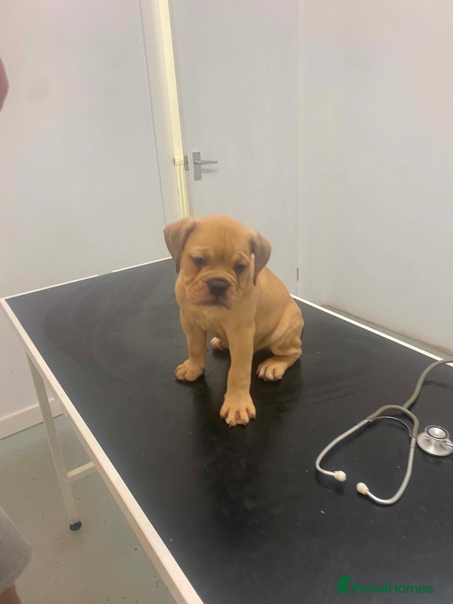 Olde English Bulldogge dogs Only two boys remaining 5star pups  ⭐️⭐️⭐️⭐️ - Advert 1