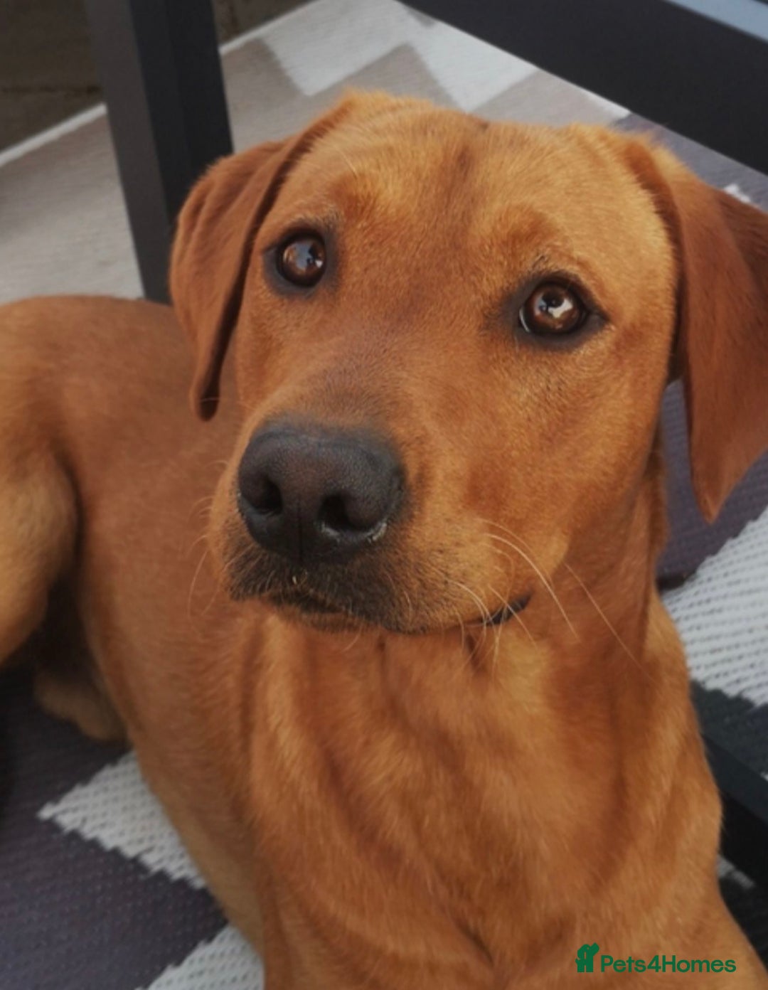 Labrador Retriever dogs for sale: Pedigree KCRegistered Labrador Pups-FoxRed & Black - Advert 13