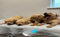 Labrador Retriever dogs for sale: Beautiful fox red puppies  - Image 16