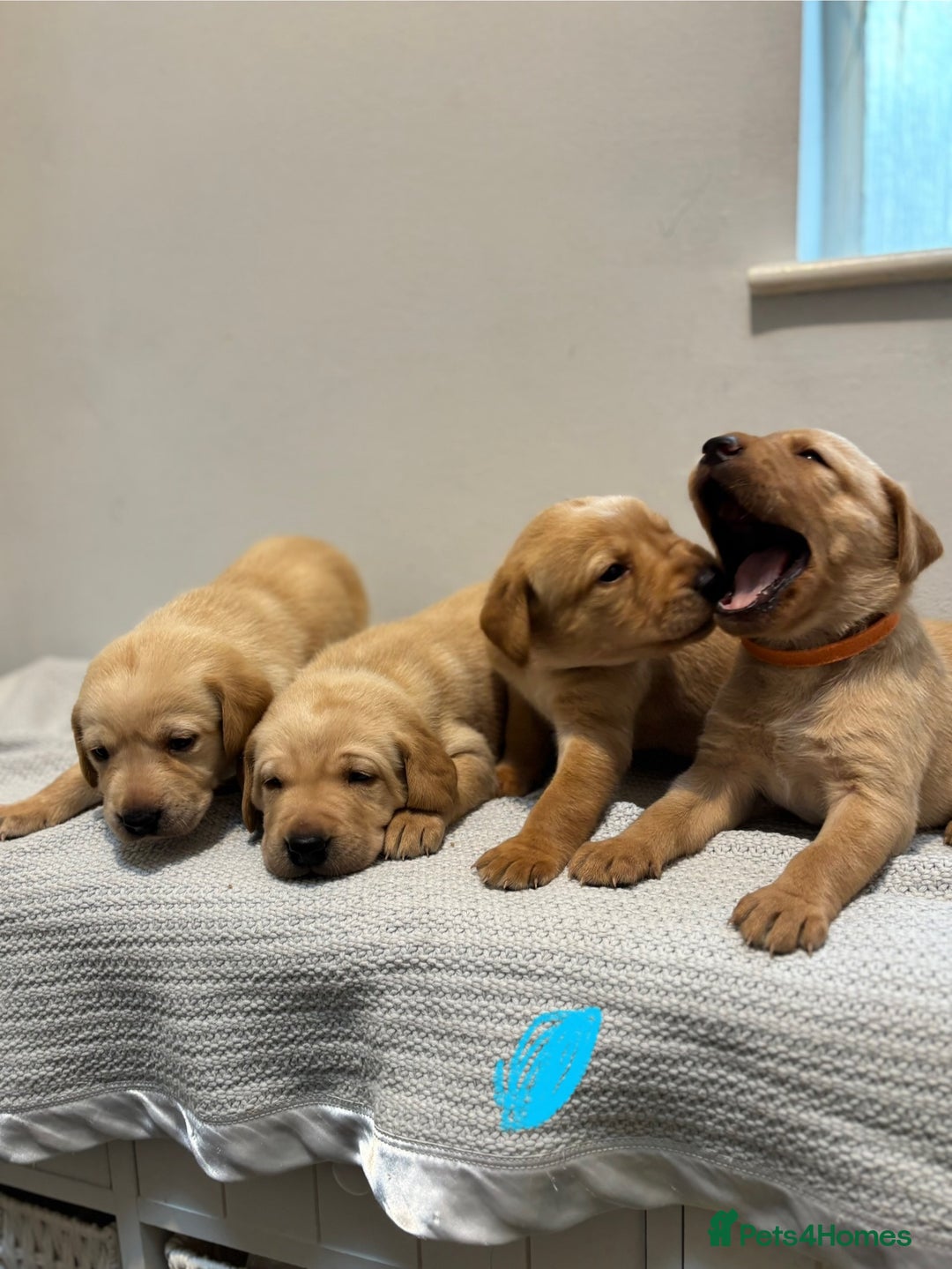 Labrador Retriever dogs for sale: Beautiful fox red puppies  - Image 16