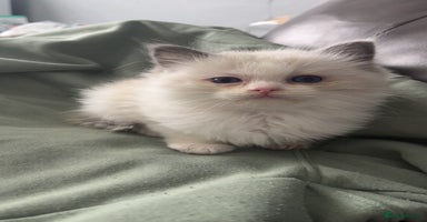 Ragdoll cats - Advert 14
