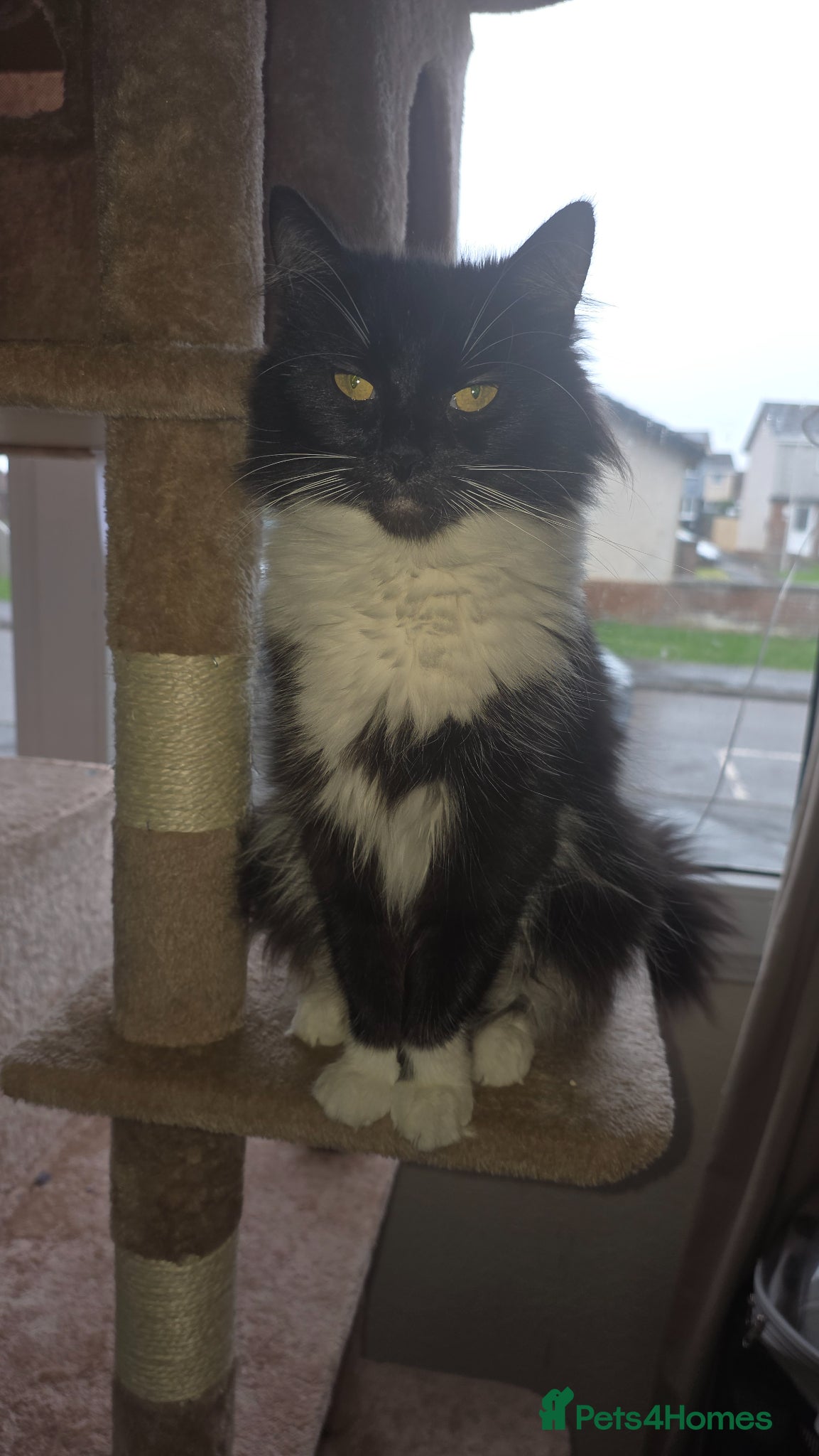 Mixed Breed cats 2 beautiful loving boys - Advert 1