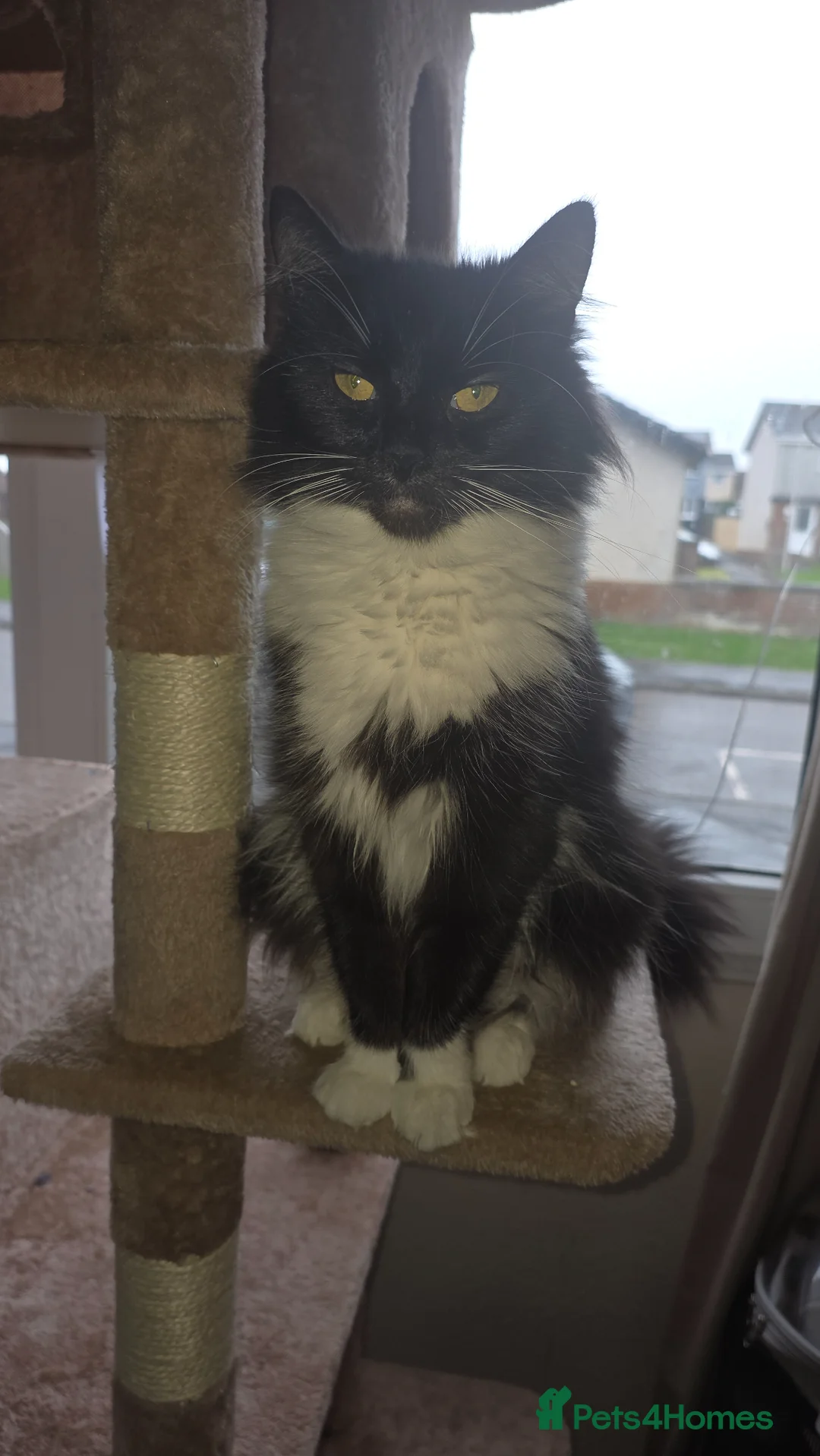 Mixed Breed cats for sale: 2 beautiful loving boys - Advert 1