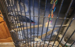 Parrots birds for sale: African grey parrot  - Image 6