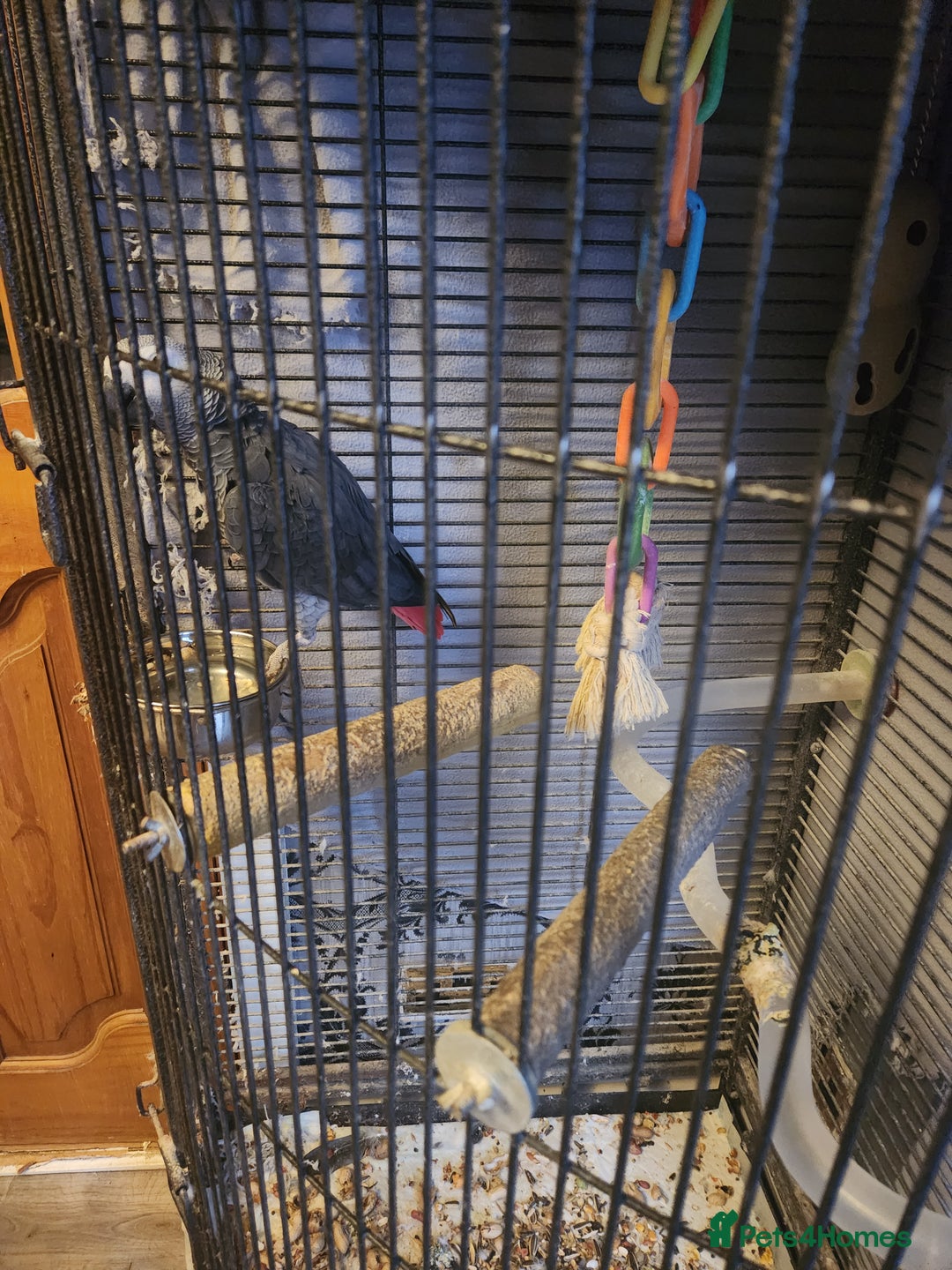Parrots birds for sale: African grey parrot  - Image 6