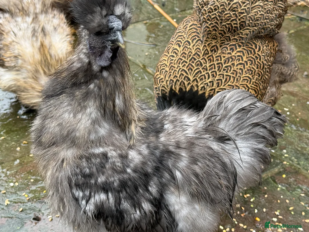 Chickens poultry for sale: 2 x silkie lavender cockerel - -Free - Advert 8
