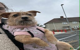 Mixed Breed dogs for sale: Small Jack russel cross  - Image 3