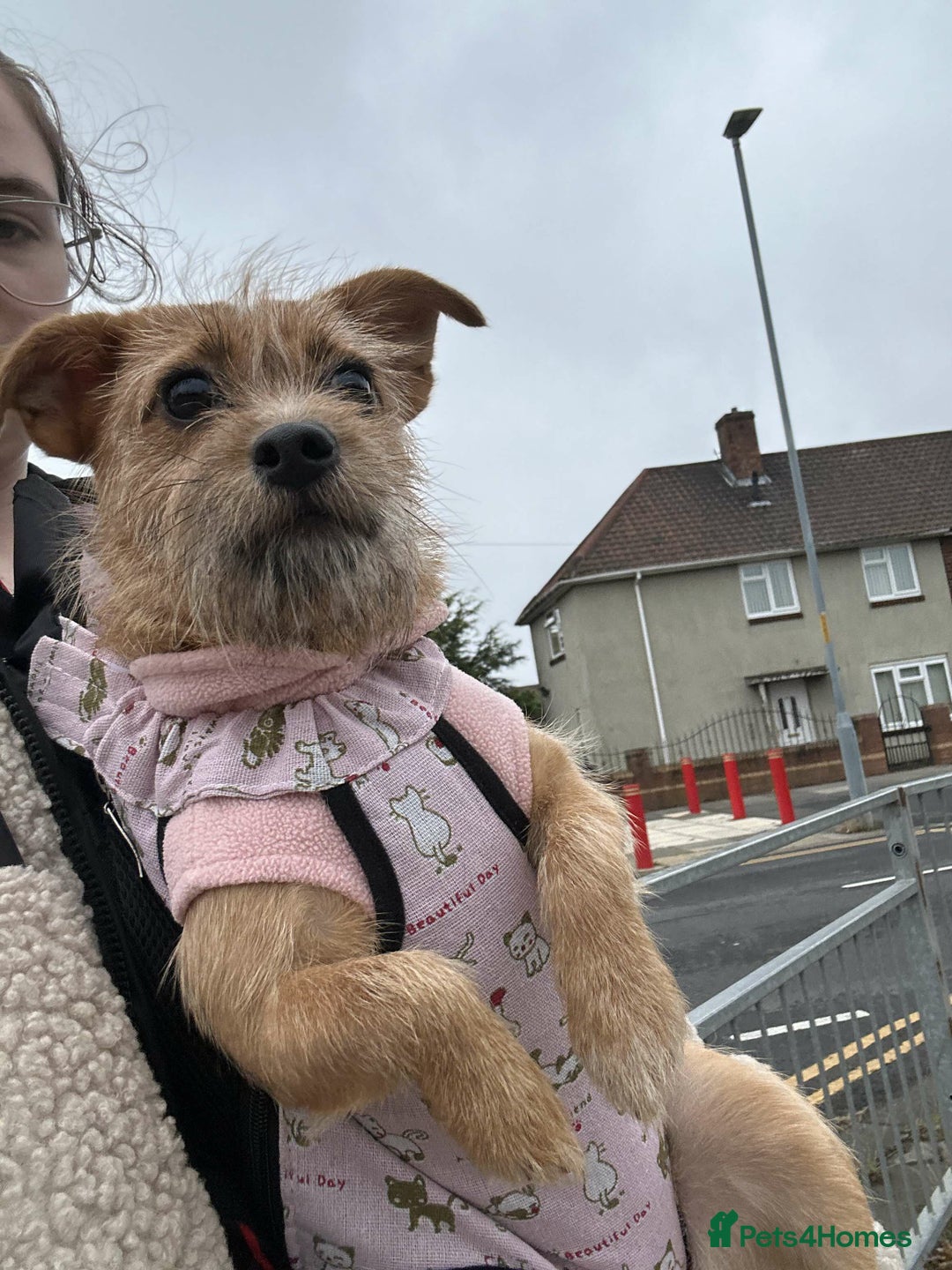 Mixed Breed dogs for sale: Small Jack russel cross  - Image 3