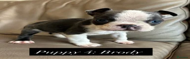 Puppy 4 -Brody