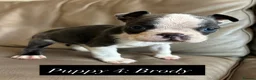Boston Terrier dogs for sale: ✨Beautiful Boston Terrier Puppies✨ - Advert 4