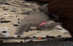 British Shorthair cats for sale: British short hair  - Advert 8