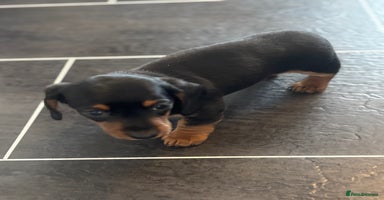 Miniature Dachshund dogs - Advert 7